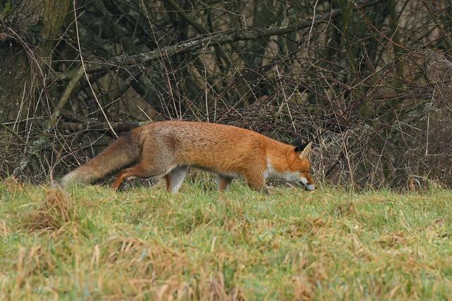 Foto: Copyright Andreas Schäfer