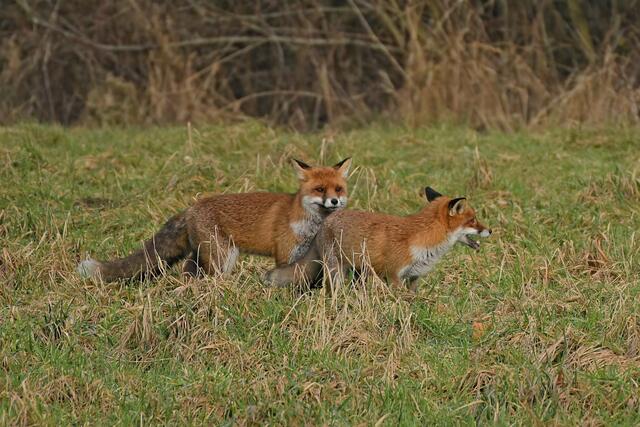 Foto: Copyright Andreas Schäfer