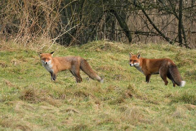 Foto: Copyright Andreas Schäfer