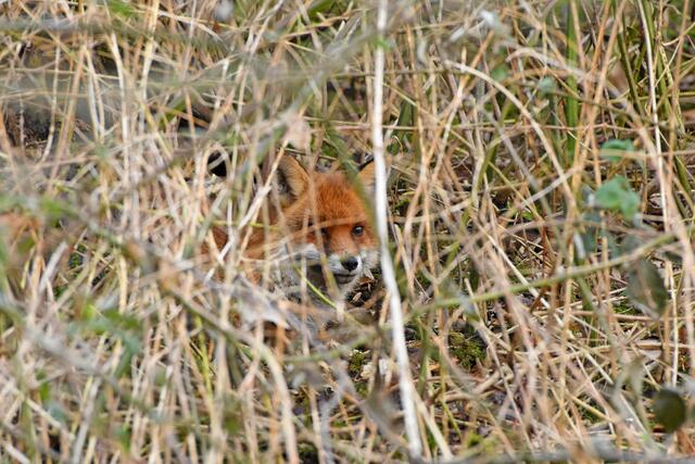 Foto: Copyright Andreas Schäfer