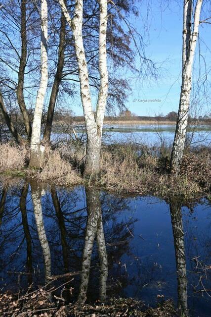 Winterimpressionen aus Hagenburg und Mardorf (Foto: Katja Woidtke)

Birken mit Spiegelung | Foto: Katja Woidtke