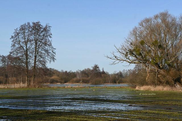 Winterimpressionen aus Hagenburg und Mardorf (Foto: Katja Woidtke)

Die Wiesen in Hagenburg stehen noch unter Wasser | Foto: Katja Woidtke