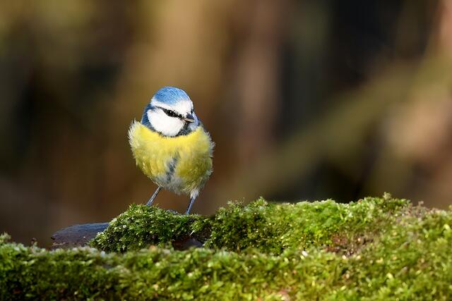 Blaumeise | Foto: Copyright Andreas Schäfer