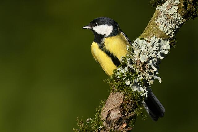 Kohlmeise | Foto: Copyright Andreas Schäfer