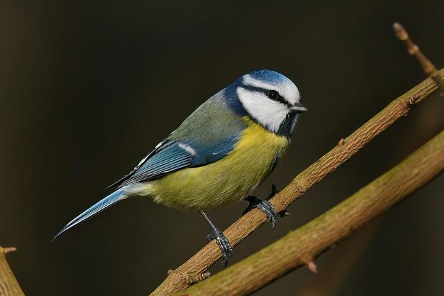 Blaumeise | Foto: Copyright Andreas Schäfer