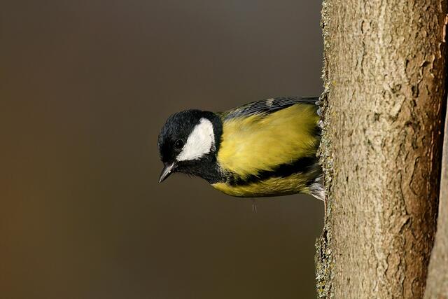 Kohlmeise | Foto: Copyright Andreas Schäfer