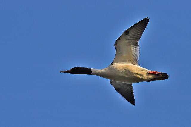 Gänsesäger | Foto: Copyright Andreas Schäfer