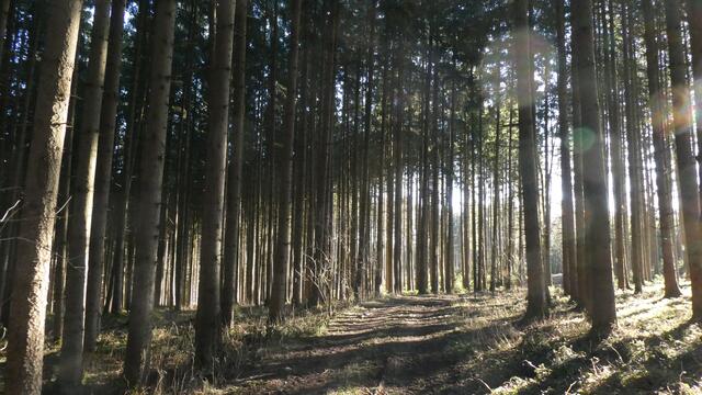 Im Kirchholz | Foto: Dr. Hubert Raab