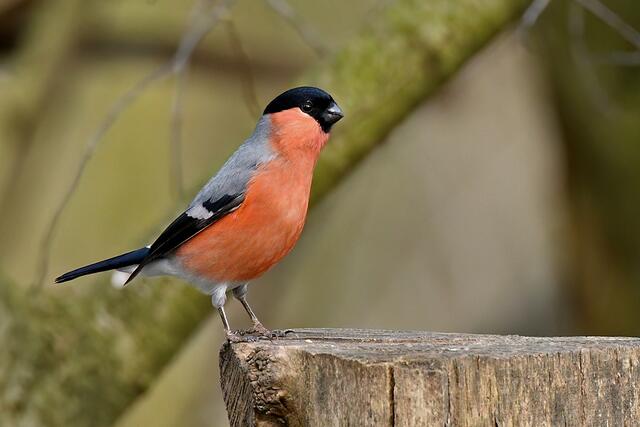 Gimpel " Männchen " | Foto: Copyright Andreas Schäfer