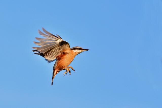 Kleiber | Foto: Copyright Andreas Schäfer