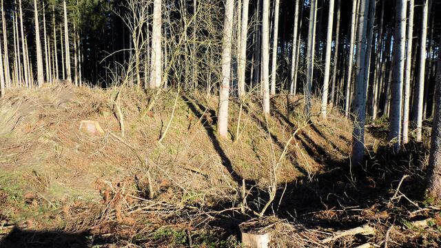 Ringwallanlage | Foto: Dr. Hubert Raab