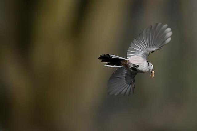 Schwanzmeise | Foto: Copyright Andreas Schäfer