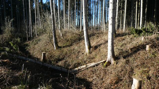 Ringwallanlage | Foto: Dr. Hubert Raab