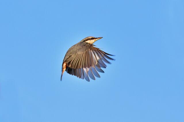 Kleiber | Foto: Copyright Andreas Schäfer