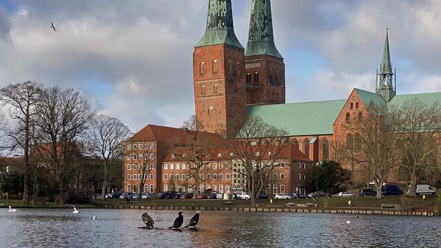 Kormorane auf dem Mühlenteich (im Hintergrund der Dom). Foto: Helmut Kuzina