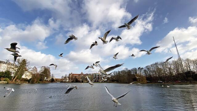 Lachmöwen im Flug über den Mühlenteich. Foto: Helmut Kuzina