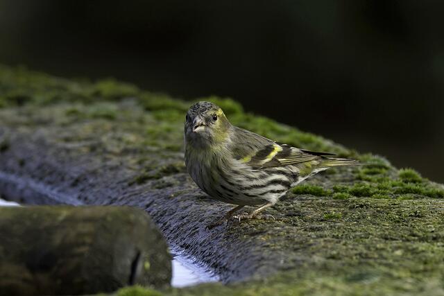 Erlenzeisig | Foto: Copyright Andreas Schäfer