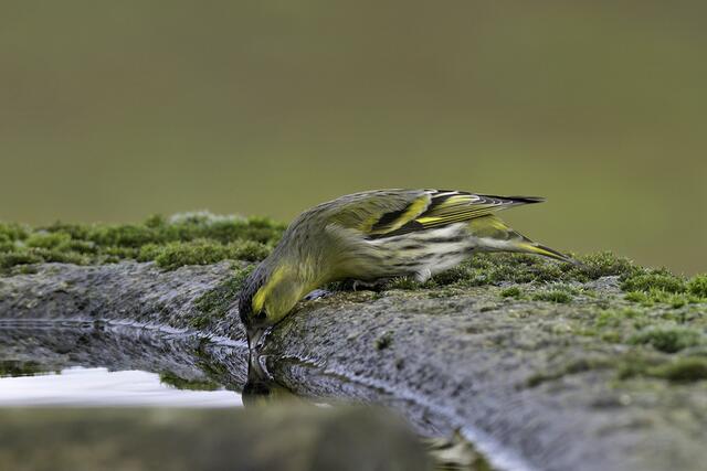 Erlenzeisig | Foto: Copyright Andreas Schäfer