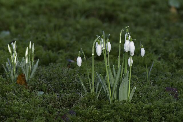 Schneeglöckchen | Foto: Copyright Andreas Schäfer