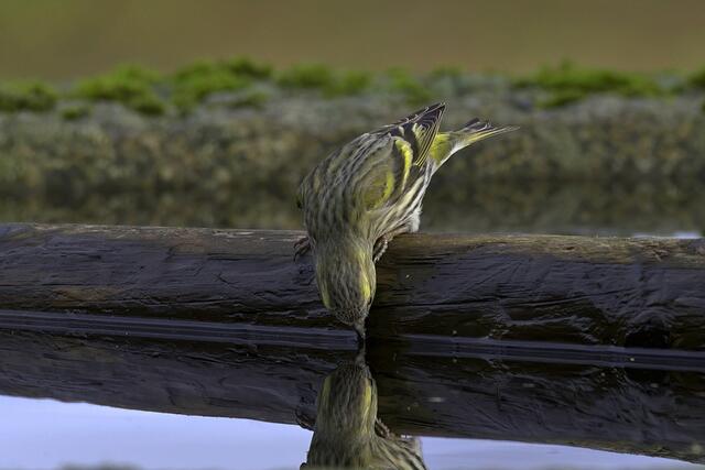 Erlenzeisig | Foto: Copyright Andreas Schäfer