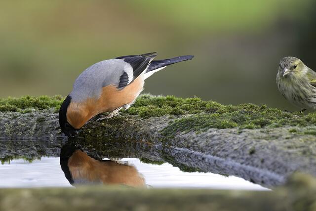 Gimpel " Männchen " | Foto: Copyright Andreas Schäfer