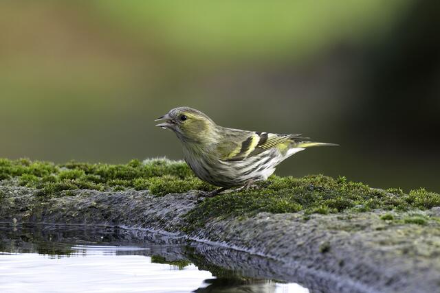 Erlenzeisig | Foto: Copyright Andreas Schäfer