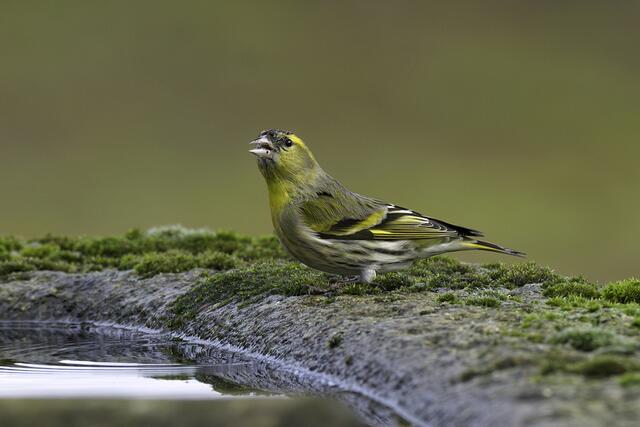 Erlenzeisig | Foto: Copyright Andreas Schäfer