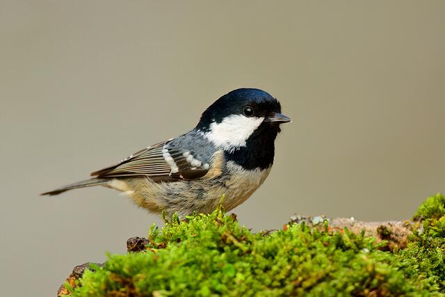 Foto: Copyright Andreas Schäfer