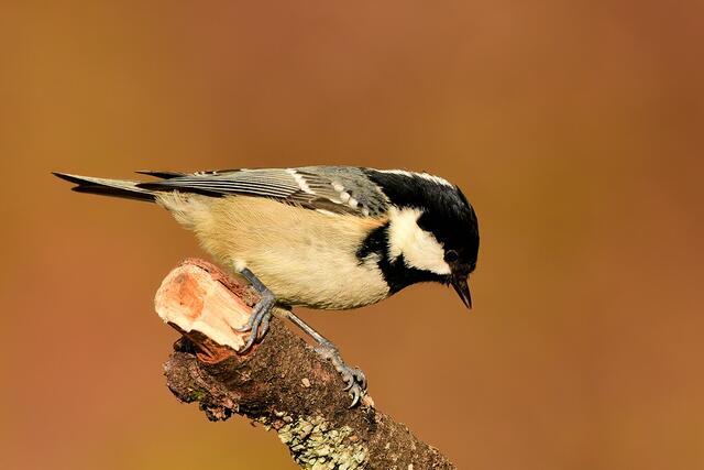Foto: Copyright Andreas Schäfer