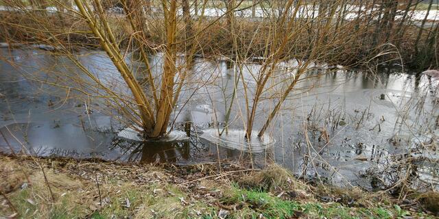 Büsche mit Eisfüßen | Foto: Shima Mahi
