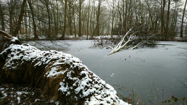 Hier sieht man noch einmal die mächtige Wurzel. | Foto: Shima Mahi