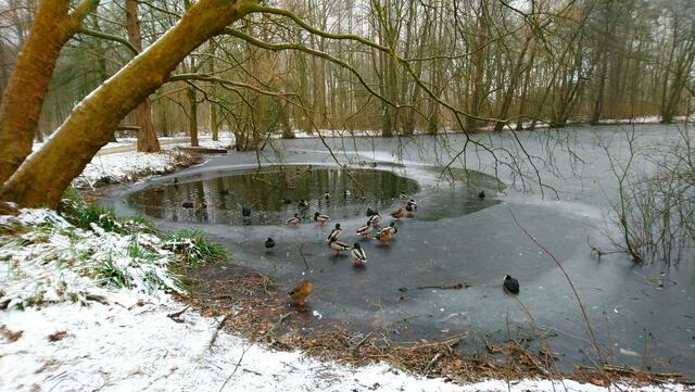 Verschiedene Wasservögel haben eine offene Wasserstelle gefunden. | Foto: Shima Mahi