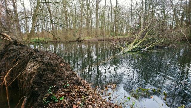 Nach den Überschwemmungen hat sich dieser Baum nicht mehr im Erdreich halten können. Nun liegt er im Teich. | Foto: Shima Mahi