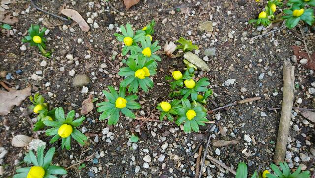 Zum Abschluss ein Frühlingsgruß: Die ersten Winterlinge | Foto: Shima Mahi