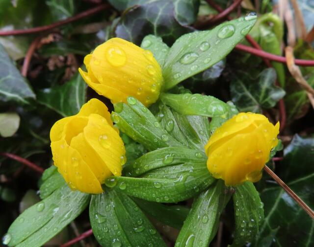 Ausschnitt aus dem Original-Foto. | Foto: M. A.