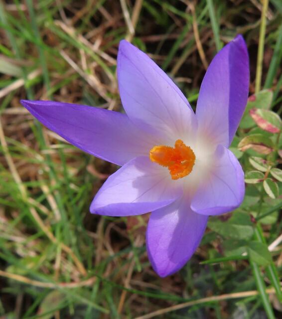 Ausschnitt aus dem Original-Foto. | Foto: M. A.