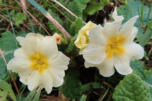 Ausschnitt aus dem Original-Foto. | Foto: M. A.