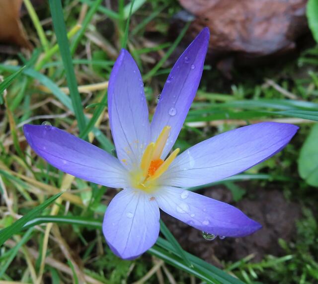 Ausschnitt aus dem Original-Foto. | Foto: M. A.