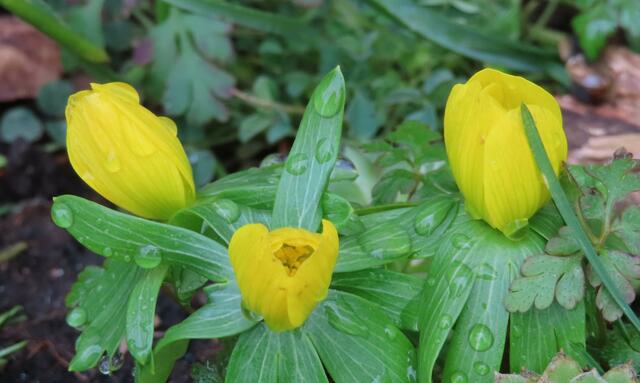 Ausschnitt aus dem Original-Foto. | Foto: M. A.