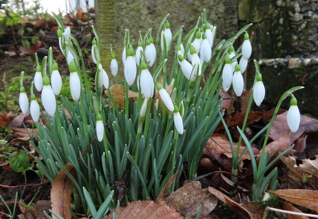 Ausschnitt aus dem Original-Foto. | Foto: M. A.