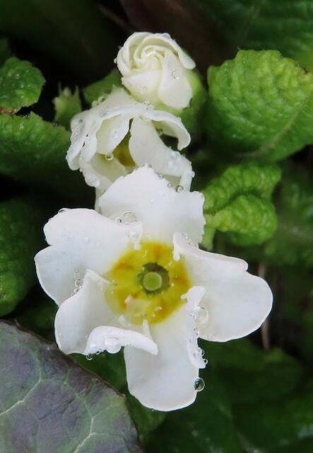 Ausschnitt aus dem Original-Foto. | Foto: M. A.