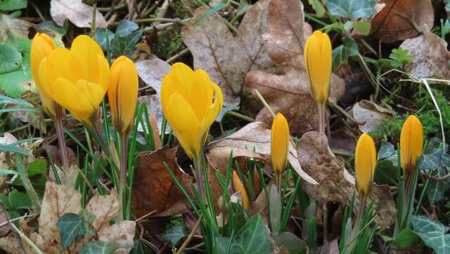 Ausschnitt aus dem Original-Foto. | Foto: M. A.