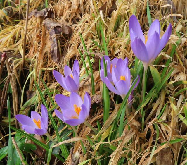 Ausschnitt aus dem Original-Foto. | Foto: M. A.