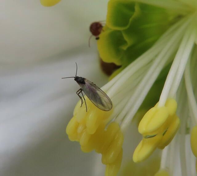 Ausschnitt aus dem Original-Foto. | Foto: M. A.