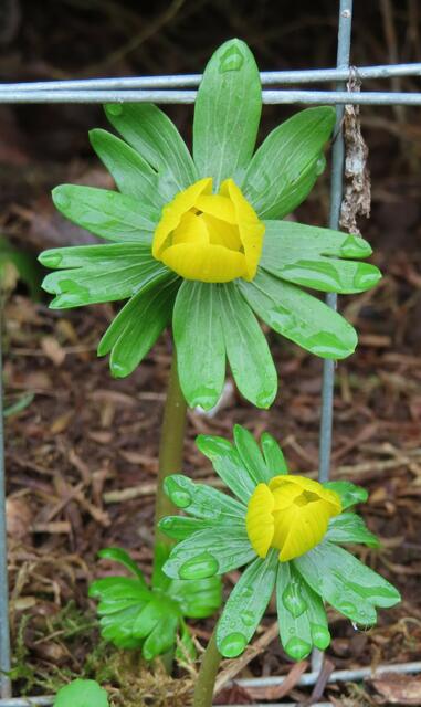 Ausschnitt aus dem Original-Foto. | Foto: M. A.