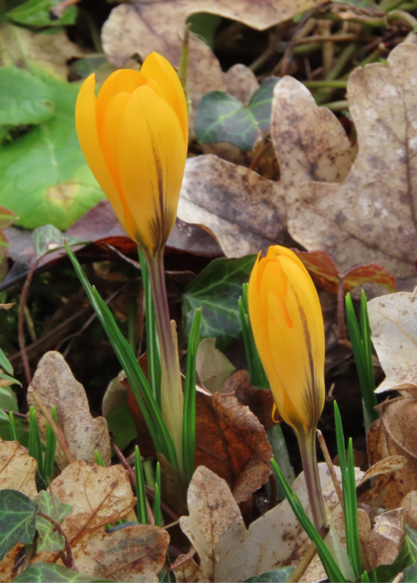 Ausschnitt aus dem Original-Foto. | Foto: M. A.