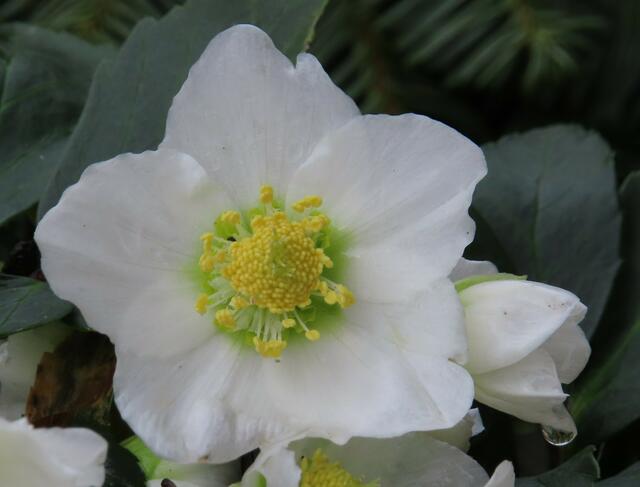 Ausschnitt aus dem Original-Foto. | Foto: M. A.