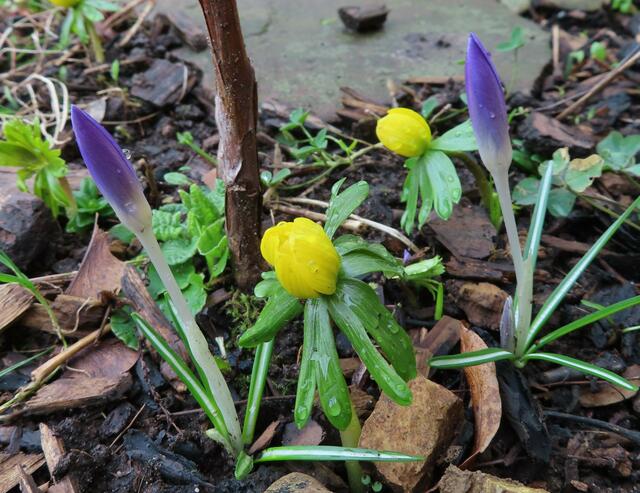 Ausschnitt aus dem Original-Foto. | Foto: M. A.