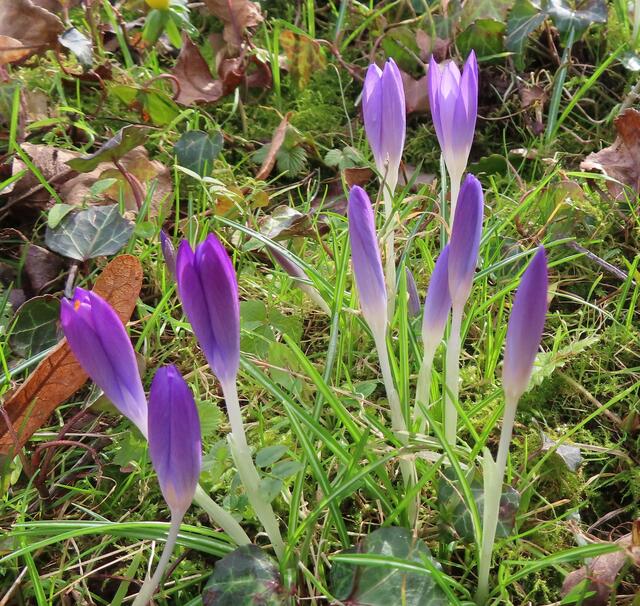 Ausschnitt aus dem Original-Foto. | Foto: M. A.