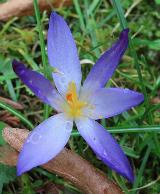 Ausschnitt aus dem Original-Foto. | Foto: M. A.